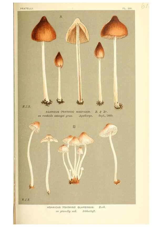 Reproducción/Reproduction 9015337707: Illustrations of British Fungi (Hymenomycetes), to serve as an atlas to the ""Handbook of British Fungi"".. LondonWilliams and Norgate1881-91