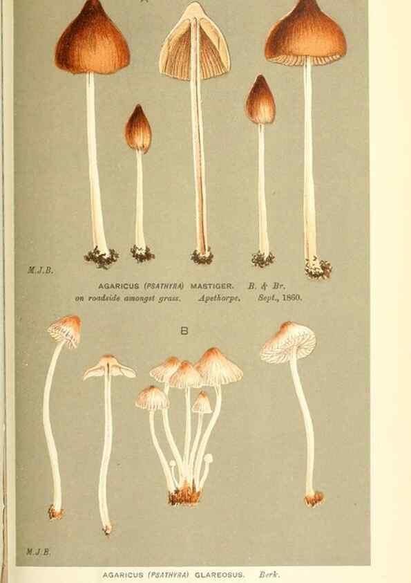 Reproducción/Reproduction 9015337707: Illustrations of British Fungi (Hymenomycetes), to serve as an atlas to the ""Handbook of British Fungi"".. LondonWilliams and Norgate1881-91