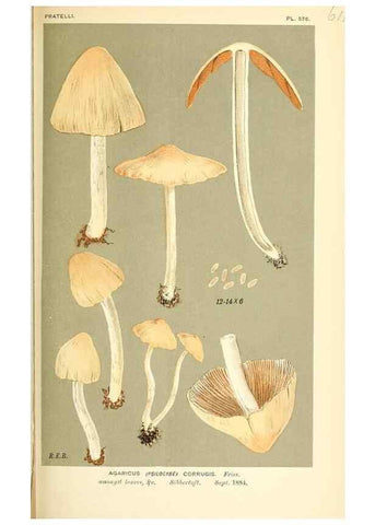 Reproducción/Reproduction 9016529728: Illustrations of British Fungi (Hymenomycetes), to serve as an atlas to the ""Handbook of British Fungi"".. LondonWilliams and Norgate1881-91