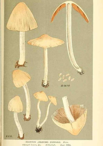 Reproducción/Reproduction 9016529728: Illustrations of British Fungi (Hymenomycetes), to serve as an atlas to the ""Handbook of British Fungi"".. LondonWilliams and Norgate1881-91