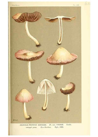 Reproducción/Reproduction 9015340591: Illustrations of British Fungi (Hymenomycetes), to serve as an atlas to the ""Handbook of British Fungi"".. LondonWilliams and Norgate1881-91