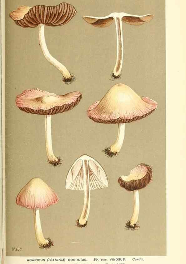 Reproducción/Reproduction 9015340591: Illustrations of British Fungi (Hymenomycetes), to serve as an atlas to the ""Handbook of British Fungi"".. LondonWilliams and Norgate1881-91