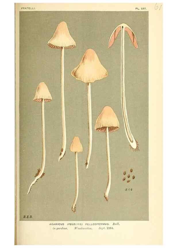 Reproducción/Reproduction 9015341939: Illustrations of British Fungi (Hymenomycetes), to serve as an atlas to the ""Handbook of British Fungi"".. LondonWilliams and Norgate1881-91