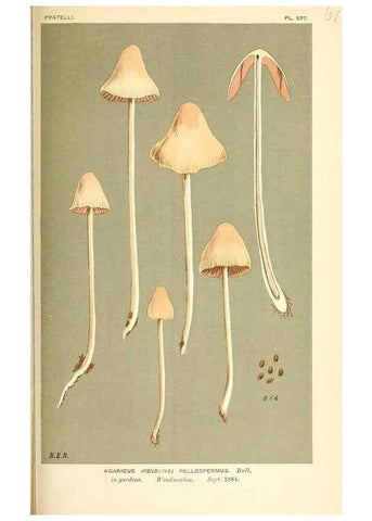 Reproducción/Reproduction 9015341939: Illustrations of British Fungi (Hymenomycetes), to serve as an atlas to the ""Handbook of British Fungi"".. LondonWilliams and Norgate1881-91