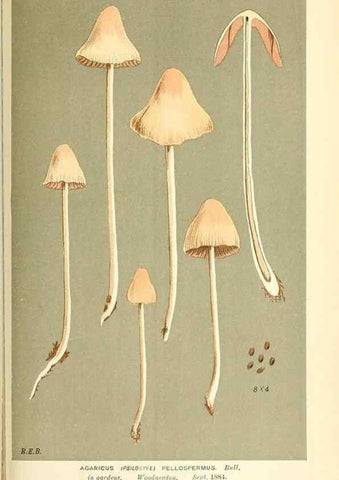 Reproducción/Reproduction 9015341939: Illustrations of British Fungi (Hymenomycetes), to serve as an atlas to the ""Handbook of British Fungi"".. LondonWilliams and Norgate1881-91