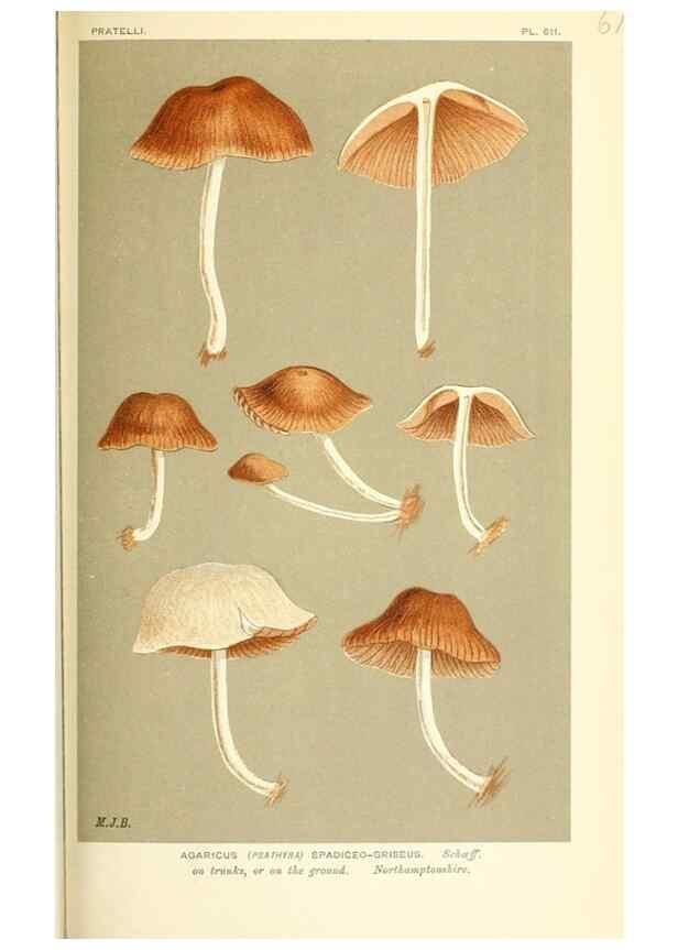 Reproducción/Reproduction 9015343529: Illustrations of British Fungi (Hymenomycetes), to serve as an atlas to the ""Handbook of British Fungi"".. LondonWilliams and Norgate1881-91