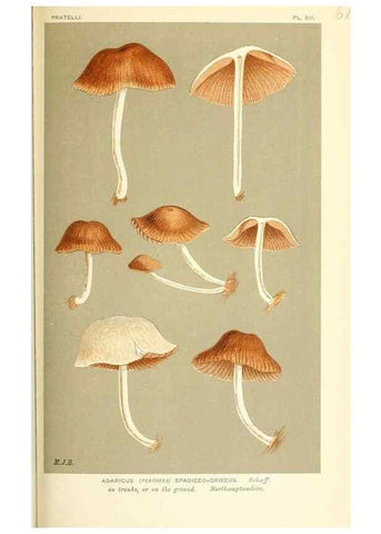 Reproducción/Reproduction 9015343529: Illustrations of British Fungi (Hymenomycetes), to serve as an atlas to the ""Handbook of British Fungi"".. LondonWilliams and Norgate1881-91