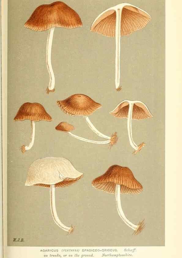 Reproducción/Reproduction 9015343529: Illustrations of British Fungi (Hymenomycetes), to serve as an atlas to the ""Handbook of British Fungi"".. LondonWilliams and Norgate1881-91