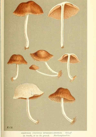 Reproducción/Reproduction 9015343529: Illustrations of British Fungi (Hymenomycetes), to serve as an atlas to the ""Handbook of British Fungi"".. LondonWilliams and Norgate1881-91