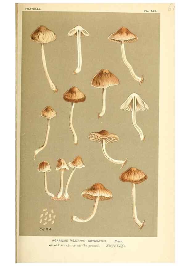 Reproducción/Reproduction 9015344967: Illustrations of British Fungi (Hymenomycetes), to serve as an atlas to the ""Handbook of British Fungi"".. LondonWilliams and Norgate1881-91