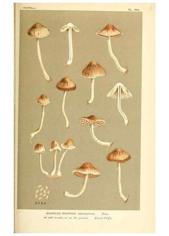 Reproducción/Reproduction 9015344967: Illustrations of British Fungi (Hymenomycetes), to serve as an atlas to the ""Handbook of British Fungi"".. LondonWilliams and Norgate1881-91