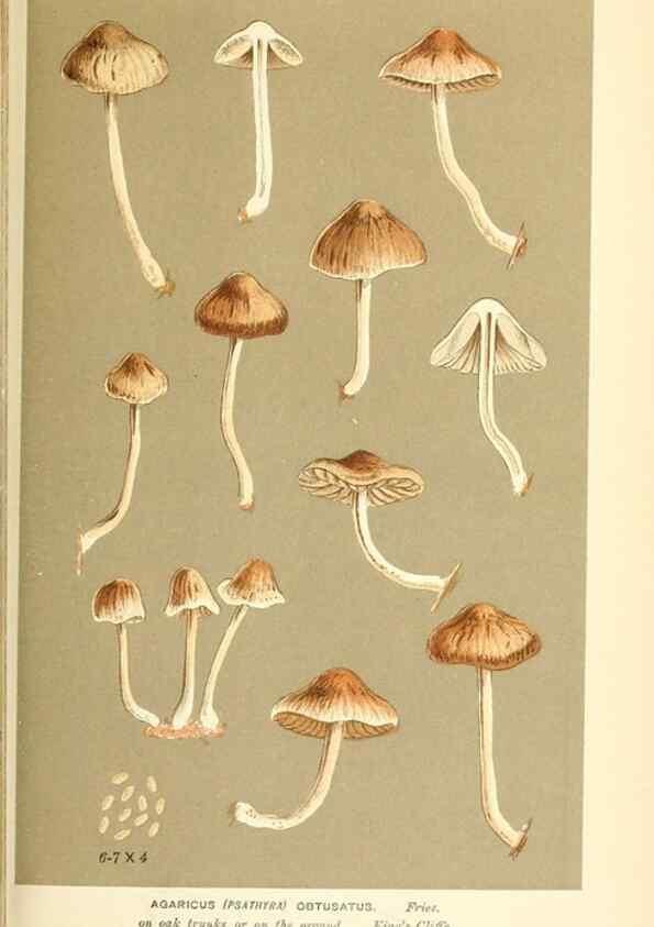 Reproducción/Reproduction 9015344967: Illustrations of British Fungi (Hymenomycetes), to serve as an atlas to the ""Handbook of British Fungi"".. LondonWilliams and Norgate1881-91