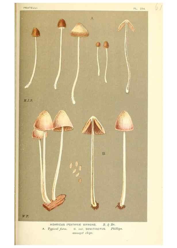 Reproducción/Reproduction 9016536824: Illustrations of British Fungi (Hymenomycetes), to serve as an atlas to the ""Handbook of British Fungi"".. LondonWilliams and Norgate1881-91