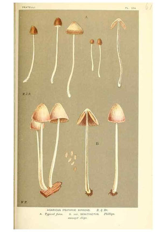 Reproducción/Reproduction 9016536824: Illustrations of British Fungi (Hymenomycetes), to serve as an atlas to the ""Handbook of British Fungi"".. LondonWilliams and Norgate1881-91