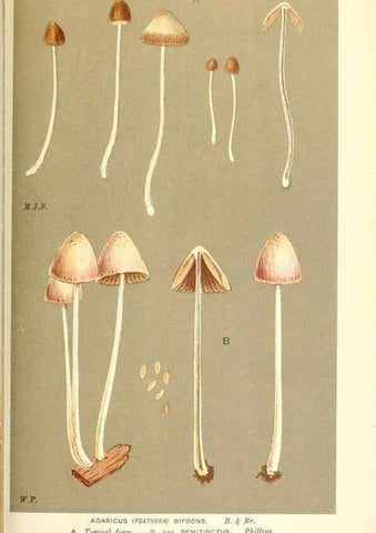 Reproducción/Reproduction 9016536824: Illustrations of British Fungi (Hymenomycetes), to serve as an atlas to the ""Handbook of British Fungi"".. LondonWilliams and Norgate1881-91
