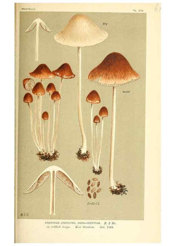 Reproducción/Reproduction 9015347623: Illustrations of British Fungi (Hymenomycetes), to serve as an atlas to the ""Handbook of British Fungi"".. LondonWilliams and Norgate1881-91