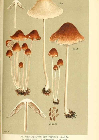 Reproducción/Reproduction 9015347623: Illustrations of British Fungi (Hymenomycetes), to serve as an atlas to the ""Handbook of British Fungi"".. LondonWilliams and Norgate1881-91