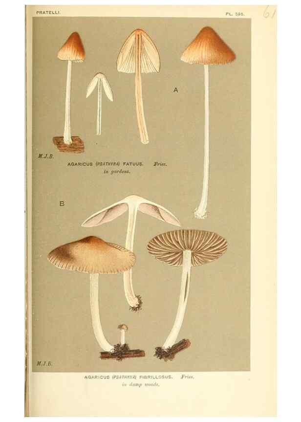 Reproducción/Reproduction 9015348915: Illustrations of British Fungi (Hymenomycetes), to serve as an atlas to the ""Handbook of British Fungi"".. LondonWilliams and Norgate1881-91