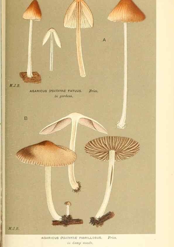 Reproducción/Reproduction 9015348915: Illustrations of British Fungi (Hymenomycetes), to serve as an atlas to the ""Handbook of British Fungi"".. LondonWilliams and Norgate1881-91