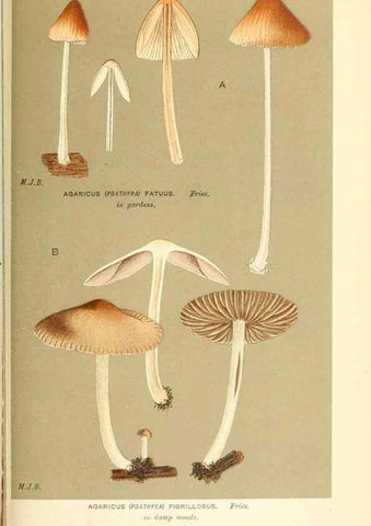 Reproducción/Reproduction 9015348915: Illustrations of British Fungi (Hymenomycetes), to serve as an atlas to the ""Handbook of British Fungi"".. LondonWilliams and Norgate1881-91