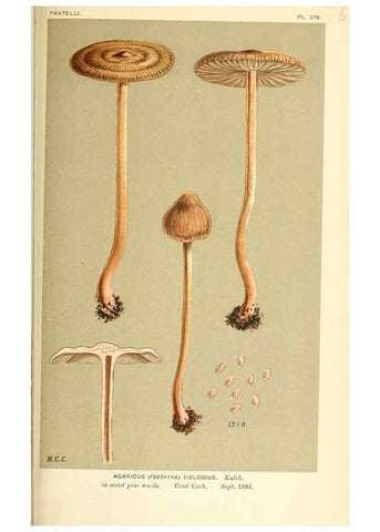 Reproducción/Reproduction 9015350211: Illustrations of British Fungi (Hymenomycetes), to serve as an atlas to the ""Handbook of British Fungi"".. LondonWilliams and Norgate1881-91