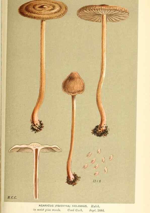Reproducción/Reproduction 9015350211: Illustrations of British Fungi (Hymenomycetes), to serve as an atlas to the ""Handbook of British Fungi"".. LondonWilliams and Norgate1881-91