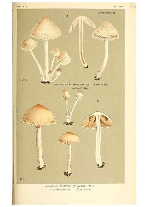 Reproducción/Reproduction 9016541932: Illustrations of British Fungi (Hymenomycetes), to serve as an atlas to the ""Handbook of British Fungi"".. LondonWilliams and Norgate1881-91