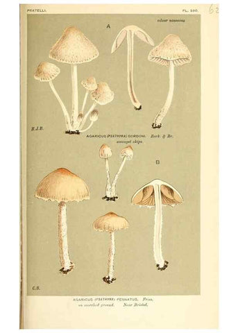 Reproducción/Reproduction 9016541932: Illustrations of British Fungi (Hymenomycetes), to serve as an atlas to the ""Handbook of British Fungi"".. LondonWilliams and Norgate1881-91