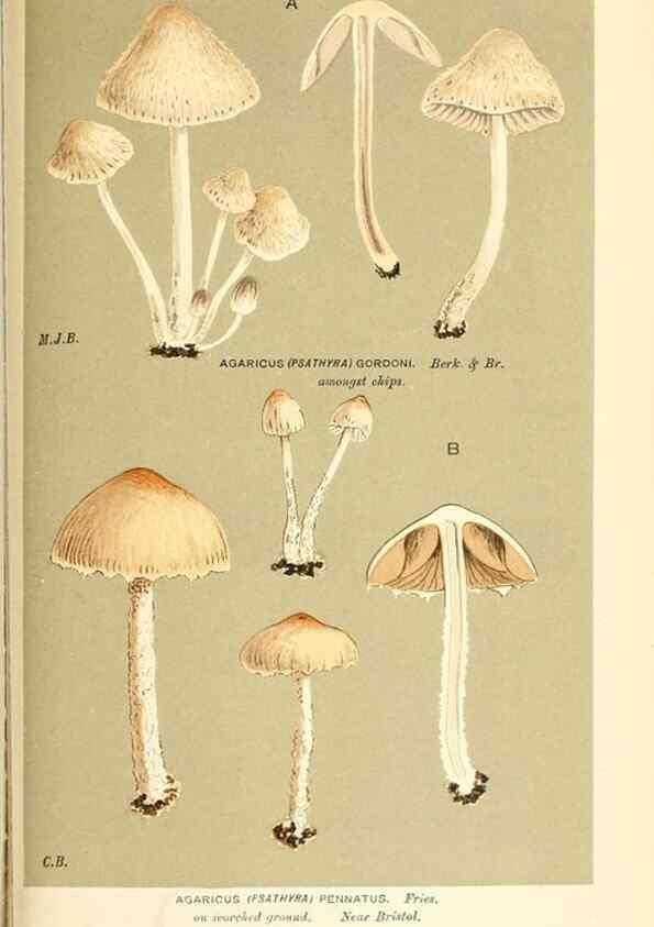 Reproducción/Reproduction 9016541932: Illustrations of British Fungi (Hymenomycetes), to serve as an atlas to the ""Handbook of British Fungi"".. LondonWilliams and Norgate1881-91