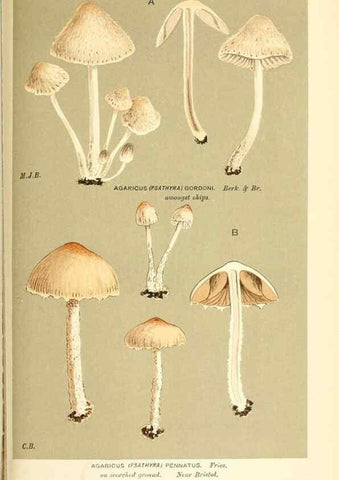 Reproducción/Reproduction 9016541932: Illustrations of British Fungi (Hymenomycetes), to serve as an atlas to the ""Handbook of British Fungi"".. LondonWilliams and Norgate1881-91