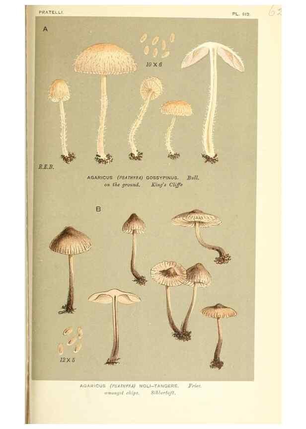 Reproducción/Reproduction 9016543310: Illustrations of British Fungi (Hymenomycetes), to serve as an atlas to the ""Handbook of British Fungi"".. LondonWilliams and Norgate1881-91