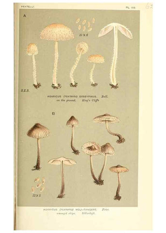 Reproducción/Reproduction 9016543310: Illustrations of British Fungi (Hymenomycetes), to serve as an atlas to the ""Handbook of British Fungi"".. LondonWilliams and Norgate1881-91