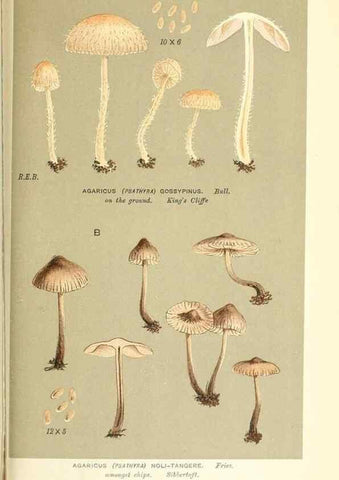 Reproducción/Reproduction 9016543310: Illustrations of British Fungi (Hymenomycetes), to serve as an atlas to the ""Handbook of British Fungi"".. LondonWilliams and Norgate1881-91
