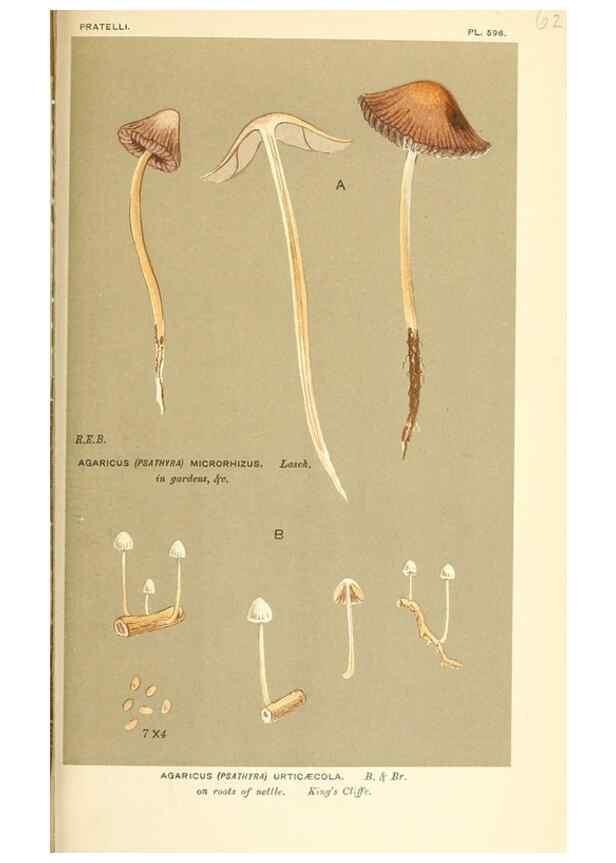 Reproducción/Reproduction 9016544752: Illustrations of British Fungi (Hymenomycetes), to serve as an atlas to the ""Handbook of British Fungi"".. LondonWilliams and Norgate1881-91