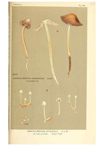 Reproducción/Reproduction 9016544752: Illustrations of British Fungi (Hymenomycetes), to serve as an atlas to the ""Handbook of British Fungi"".. LondonWilliams and Norgate1881-91