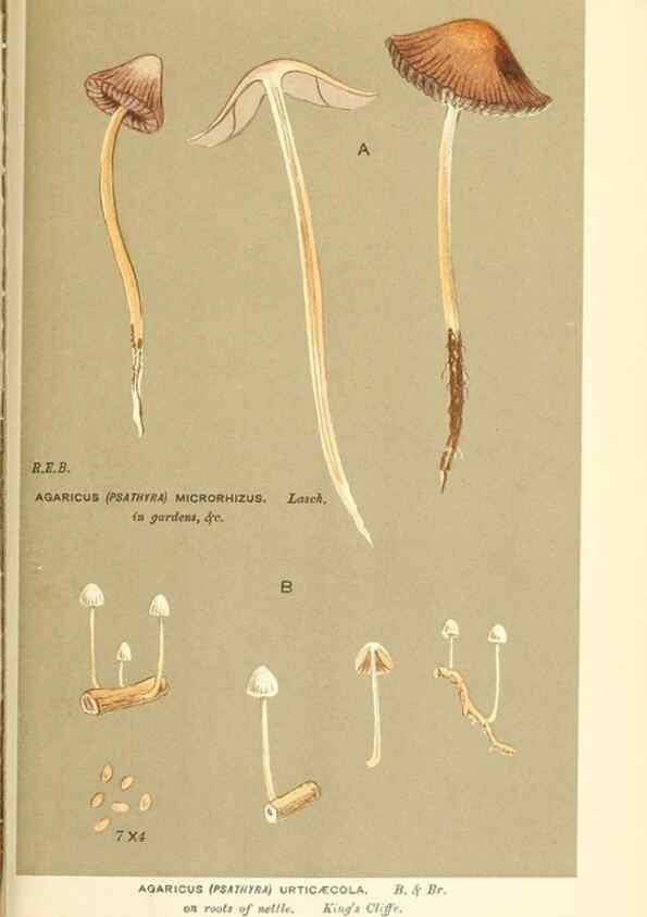 Reproducción/Reproduction 9016544752: Illustrations of British Fungi (Hymenomycetes), to serve as an atlas to the ""Handbook of British Fungi"".. LondonWilliams and Norgate1881-91