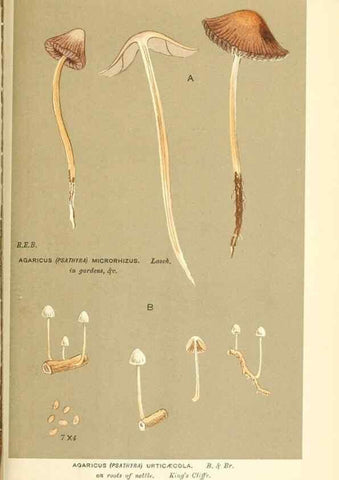 Reproducción/Reproduction 9016544752: Illustrations of British Fungi (Hymenomycetes), to serve as an atlas to the ""Handbook of British Fungi"".. LondonWilliams and Norgate1881-91