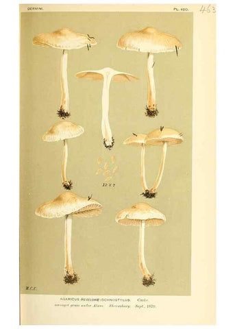 Reproducción/Reproduction 9018240624: Illustrations of British Fungi (Hymenomycetes), to serve as an atlas to the ""Handbook of British Fungi"".. LondonWilliams and Norgate1881-91