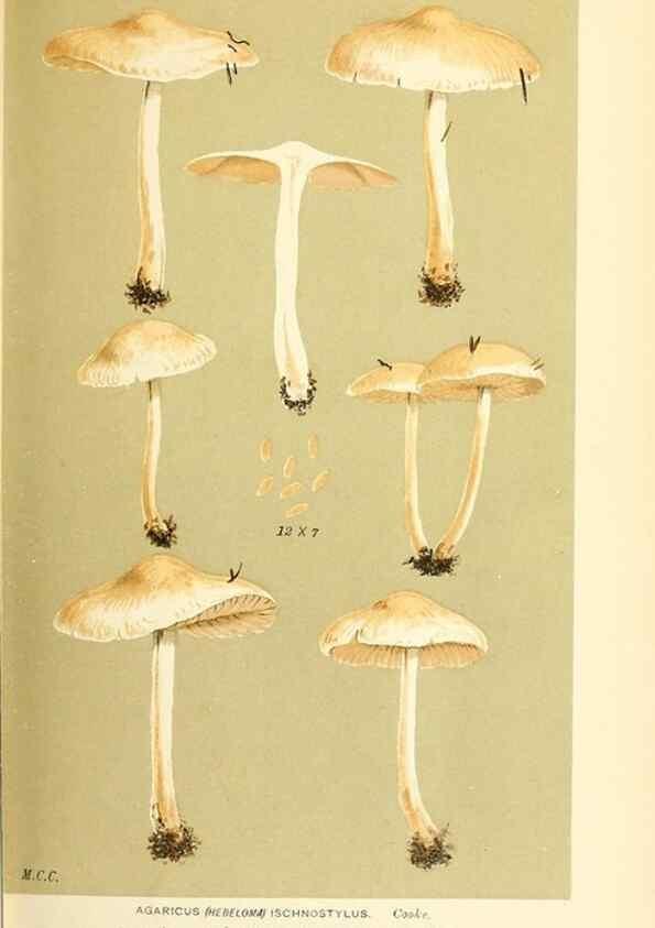 Reproducción/Reproduction 9018240624: Illustrations of British Fungi (Hymenomycetes), to serve as an atlas to the ""Handbook of British Fungi"".. LondonWilliams and Norgate1881-91