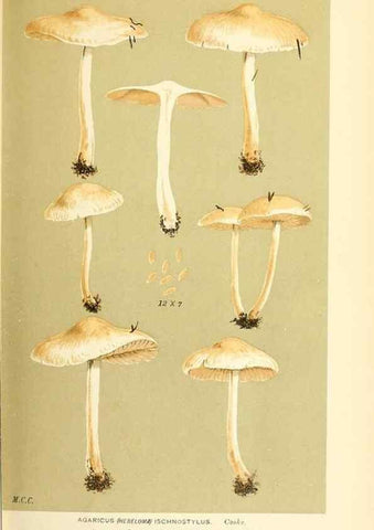 Reproducción/Reproduction 9018240624: Illustrations of British Fungi (Hymenomycetes), to serve as an atlas to the ""Handbook of British Fungi"".. LondonWilliams and Norgate1881-91