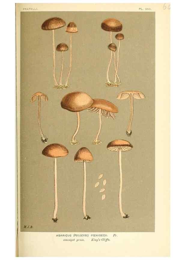 Reproducción/Reproduction 9016525612: Illustrations of British Fungi (Hymenomycetes), to serve as an atlas to the ""Handbook of British Fungi"".. LondonWilliams and Norgate1881-91