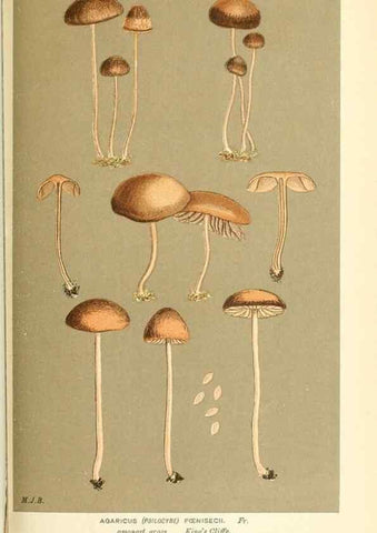 Reproducción/Reproduction 9016525612: Illustrations of British Fungi (Hymenomycetes), to serve as an atlas to the ""Handbook of British Fungi"".. LondonWilliams and Norgate1881-91