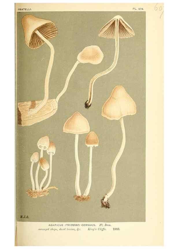 Reproducción/Reproduction 9015333809: Illustrations of British Fungi (Hymenomycetes), to serve as an atlas to the ""Handbook of British Fungi"".. LondonWilliams and Norgate1881-91