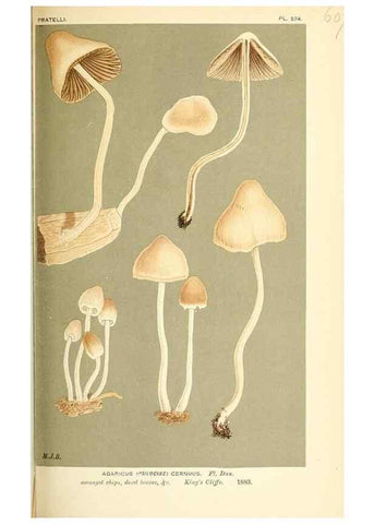 Reproducción/Reproduction 9015333809: Illustrations of British Fungi (Hymenomycetes), to serve as an atlas to the ""Handbook of British Fungi"".. LondonWilliams and Norgate1881-91