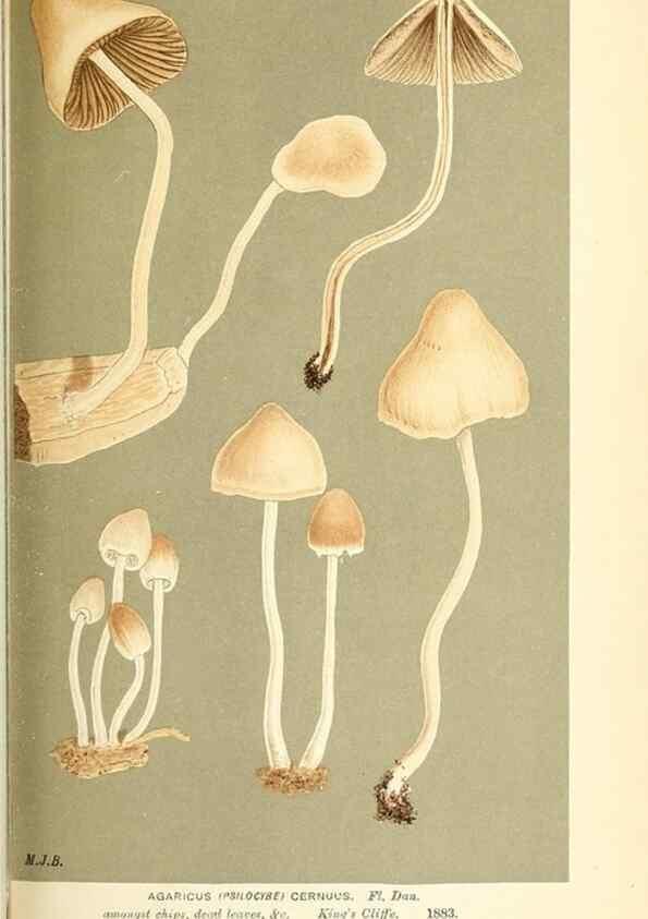 Reproducción/Reproduction 9015333809: Illustrations of British Fungi (Hymenomycetes), to serve as an atlas to the ""Handbook of British Fungi"".. LondonWilliams and Norgate1881-91