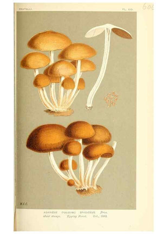 Reproducción/Reproduction 9015332457: Illustrations of British Fungi (Hymenomycetes), to serve as an atlas to the ""Handbook of British Fungi"".. LondonWilliams and Norgate1881-91