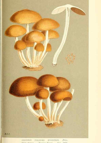 Reproducción/Reproduction 9015332457: Illustrations of British Fungi (Hymenomycetes), to serve as an atlas to the ""Handbook of British Fungi"".. LondonWilliams and Norgate1881-91