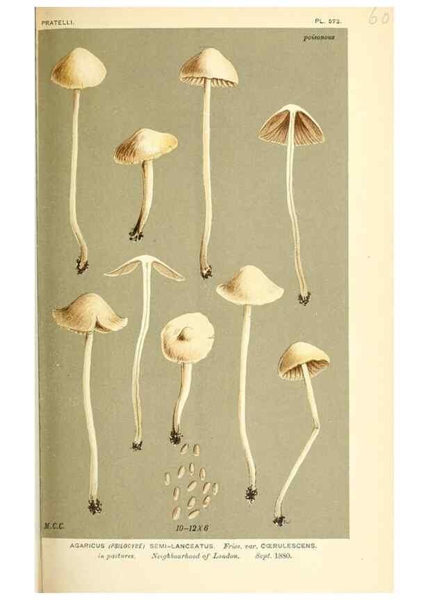 Reproducción/Reproduction 9015331091: Illustrations of British Fungi (Hymenomycetes), to serve as an atlas to the ""Handbook of British Fungi"".. LondonWilliams and Norgate1881-91