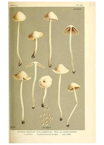 Reproducción/Reproduction 9015331091: Illustrations of British Fungi (Hymenomycetes), to serve as an atlas to the ""Handbook of British Fungi"".. LondonWilliams and Norgate1881-91