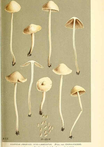 Reproducción/Reproduction 9015331091: Illustrations of British Fungi (Hymenomycetes), to serve as an atlas to the ""Handbook of British Fungi"".. LondonWilliams and Norgate1881-91